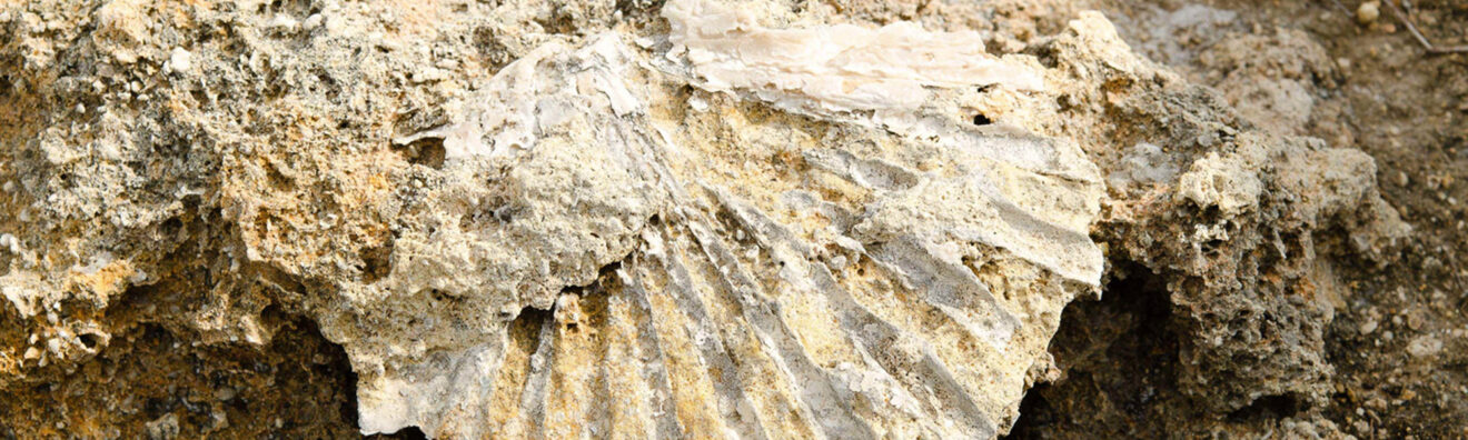3613 Cuccaro Francesco Conchiglia Fossile Polignano A Mare Ba Passeggiando Tra I Paesaggi Geologici Della Puglia