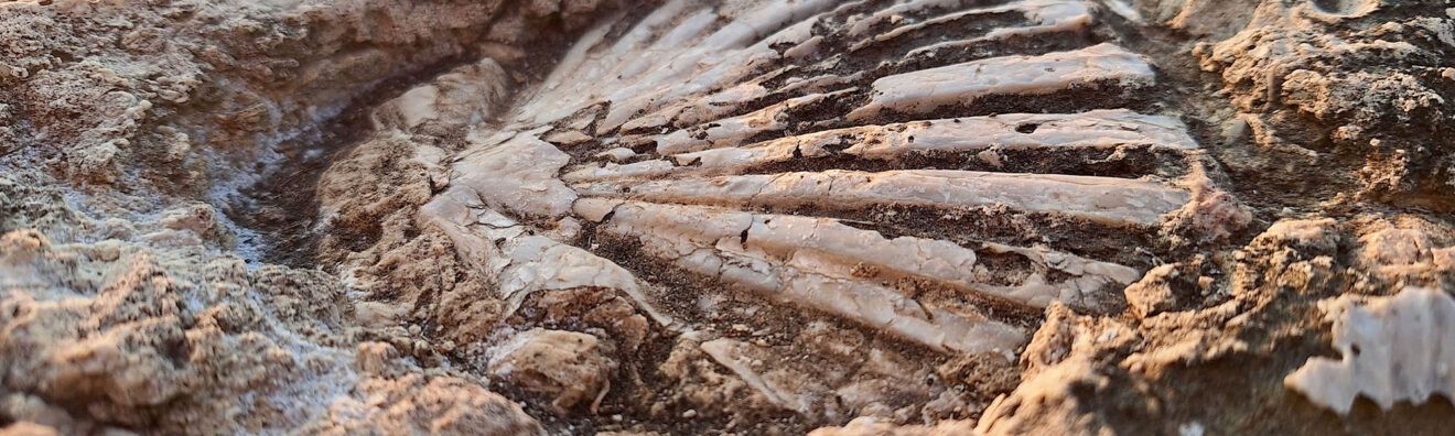 Geologipuglia 0001 Sassanelli Davide C Tracce Di Mare Antico