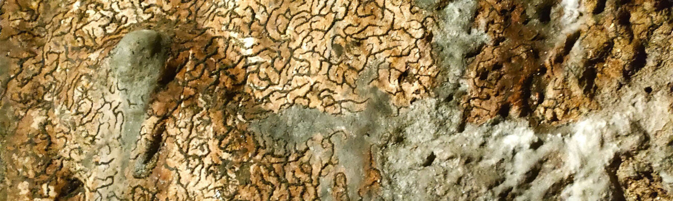 Geologipuglia 0011 Ambrosi Massimo C Ghirigori Sulla Roccia